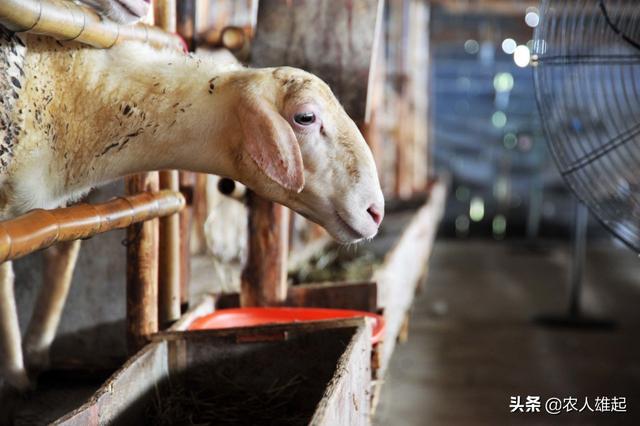在农村养羊的想年入3万左右该怎么养？