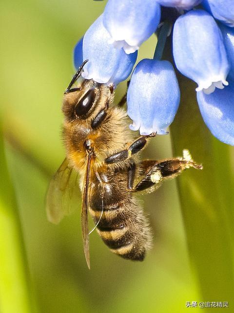 有关蜜蜂的小知识简写，蜂王长啥样和一般蜜蜂有什么区别