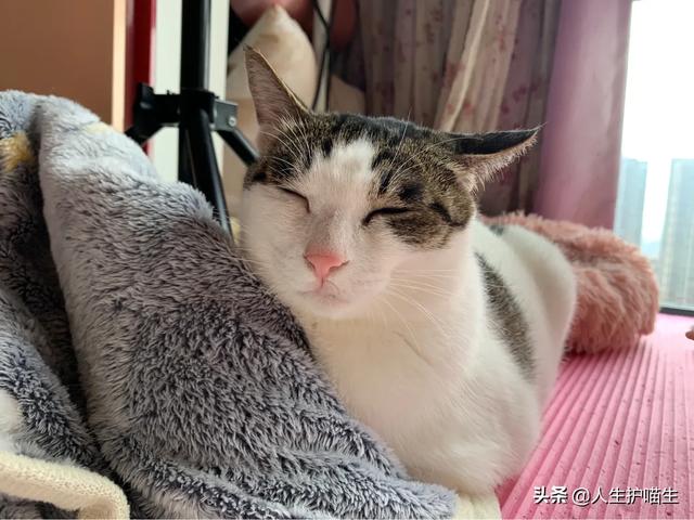 蓝眼白猫脾气好不好:每只猫的性格真的都不同吗？