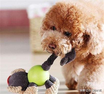 香槟色泰迪犬怎么养:宠物狗泰迪的饲养方法，两个月小泰迪怎么养？