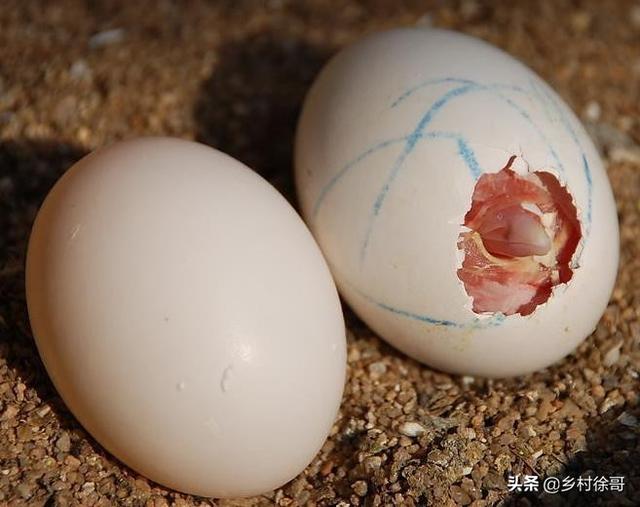 头条问答 - 孵了16天的鸽子蛋,拿的时候不小心掉地上,出血了,能不能出