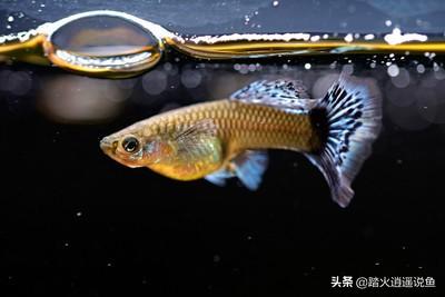 孔雀鱼怎么养出大尾巴:孔雀鱼怎么饲养，不用气泵可以养孔雀鱼吗？ 小孔雀鱼怎么养