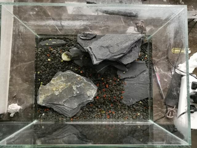 巴西龟乐园论坛:我的巴西龟不想养了，怎么处理？