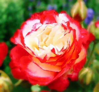 最香的几款月季品种是什么？插图92