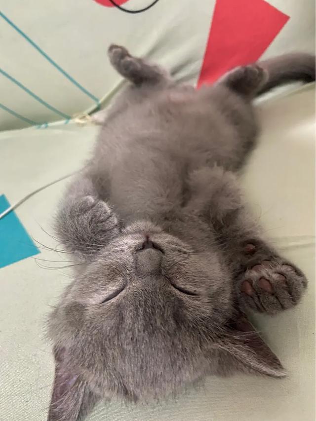 蓝猫:想养一只蓝猫，在哪里买合适？