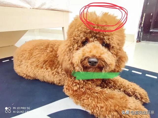 江一燕为狗狗剪毛:狗狗剃毛后会自卑抑郁吗？