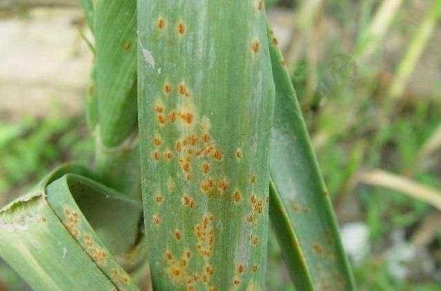 锈斑猫高级危险猫种:种植的大葱、大蒜，锈病是什么原因造成的？如何防治？