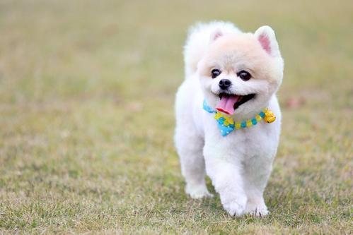 疯狗病:古代没狂犬疫苗，被疯狗咬了怎么办？ 疯狗病abo结局