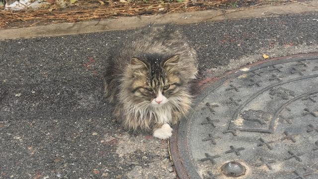 伯爵养猫记:收养了一只流浪猫，很小，有什么养猫方法？ 养猫记作文