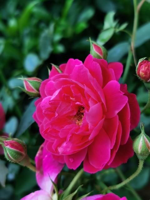 月季花品种介绍:月季花的品种都有哪些 盆栽月季花用什么品种好？