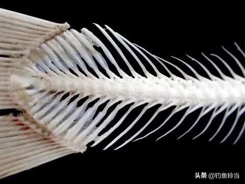 鱼骨粉的作用:鱼骨粉的作用是什么 鱼骨粉钓鲢鳙效果怎么样？