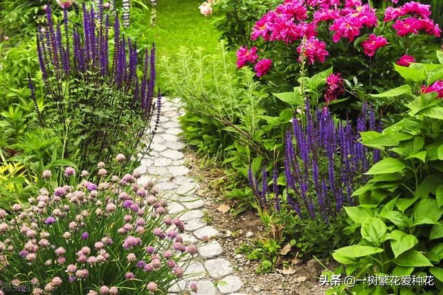 最香的几款月季品种是什么？插图133