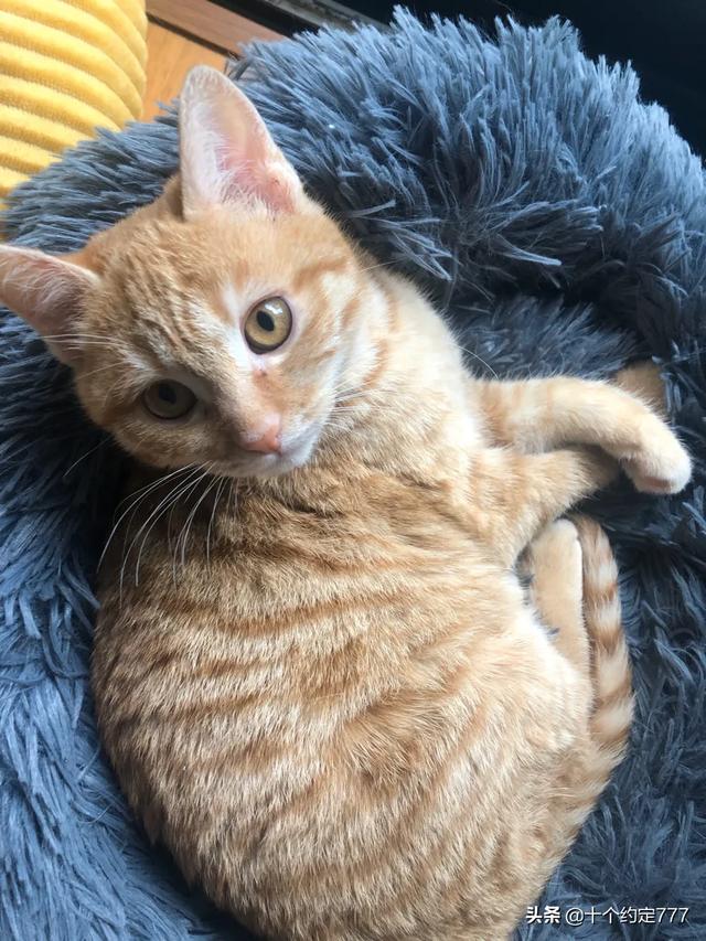 家里没有阳台养猫好吗:家里养猫，住高楼层，需要注意什么？