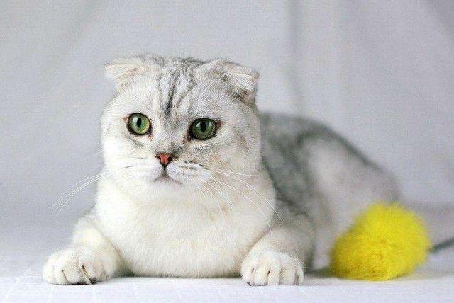 怎么样看折耳猫遗传病:折耳猫软骨病发病是怎样的？大概多大的时候容易发病？