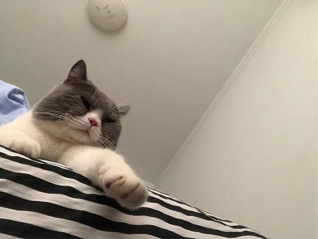 萌猫咪图片:我想大量云吸猫！请有猫咪的友友们发些你家猫咪的萌照给我看看？ 猫图片大全可爱