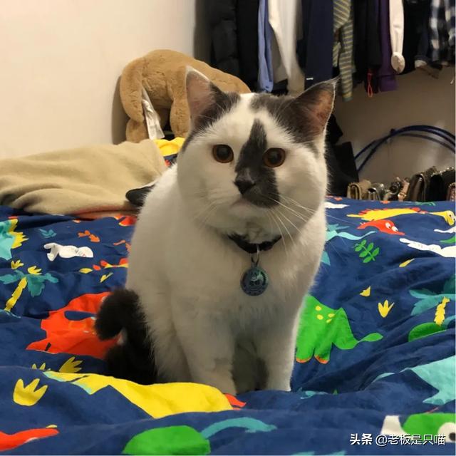 公猫绝育后蛋蛋还是肿:公猫绝育完，多久可以好？