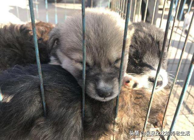 网购369宠物网图片大全:在网上购买活体狗狗时，应该如何选择？注意事项有哪些？