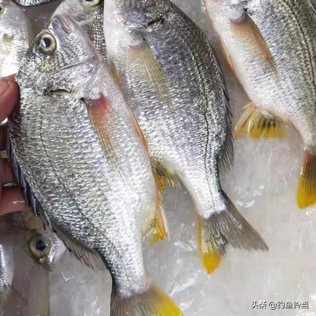 鲷:鲷鱼 请问在牡蛎排筏钓黑雕黄脚立等鱼，需要打窝吗？