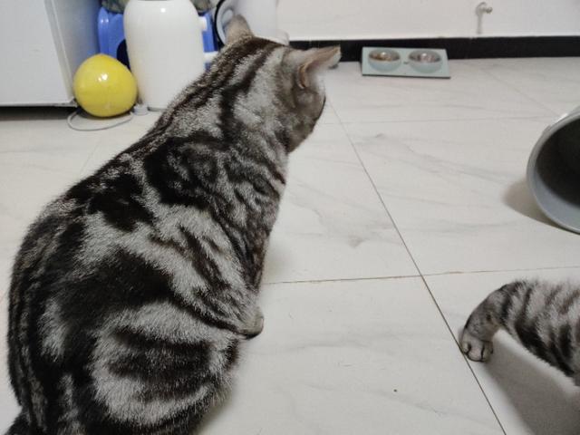 犬饲先生养狗记 网盘:那些出门遛狗不拴狗绳的人什么心态？ 犬饲先生养狗记网盘