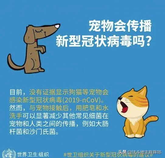 犬冠状病毒病病例:家里有宠物的朋友们，疫情对它们会有什么影响呢？