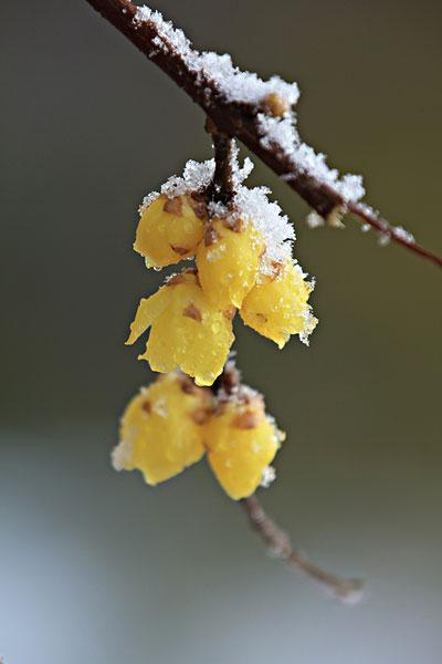 上联：暗香横路雪垂垂？