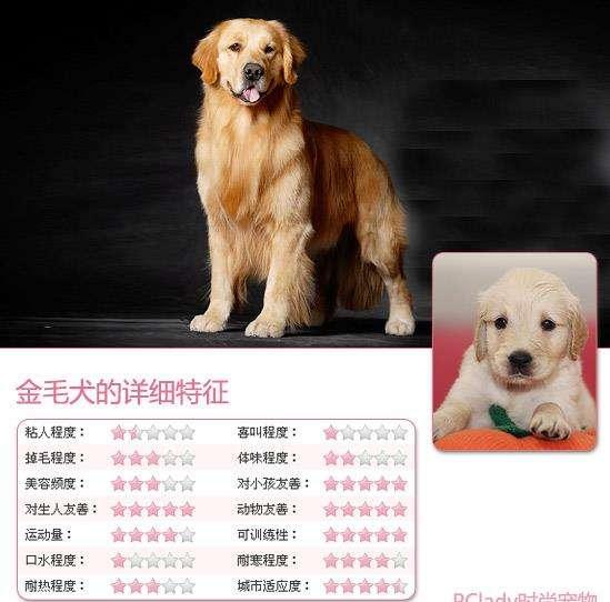 东莞金毛犬吧:养金毛犬之前要知道什么事情，不然可能会后悔？