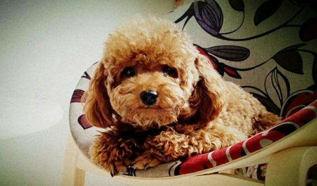 小泰迪小熊犬:泰迪犬究竟有什么优点，那么多人喜欢它？