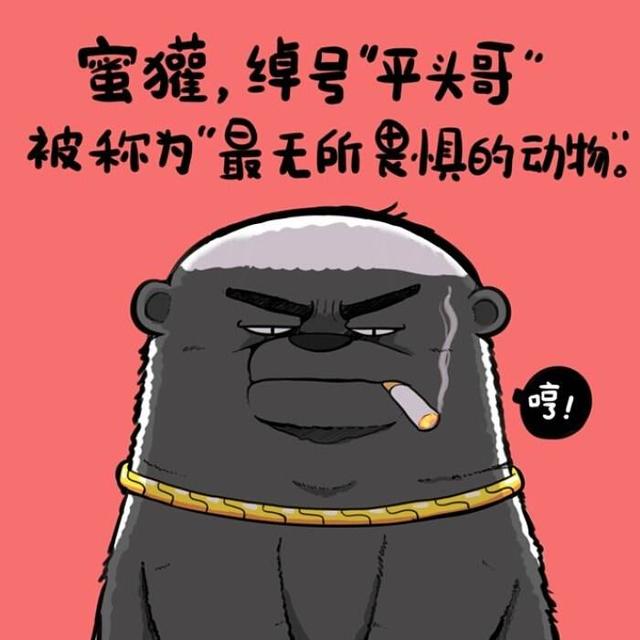 中亚对莱州红打架视频:莱州红打架视频大全 “平头哥”蜜獾为什么谁都不怕，这么彪悍？