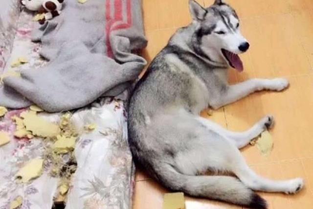 为什么哈士奇智商不高:哈士奇真的脑子有问题吗？