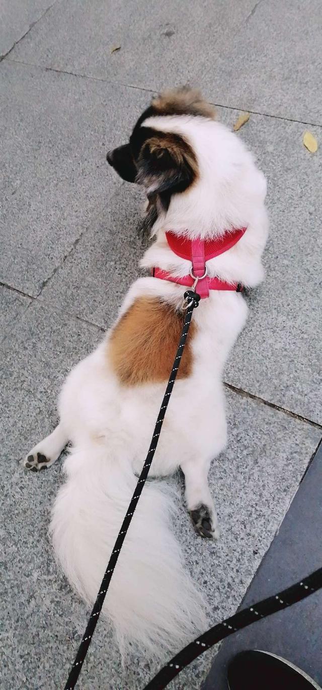 比熊油门当街调戏小巴哥犬:#萌星人成长记#孤独的人适合养什么宠物？