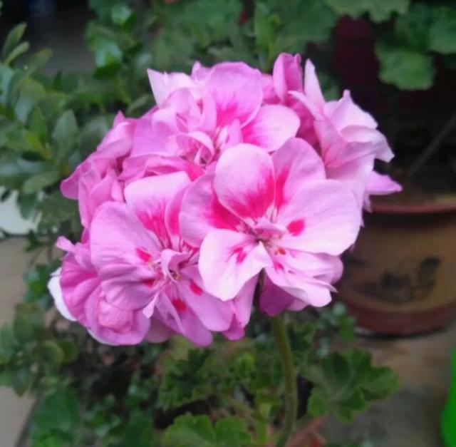 最旺家的六种花草,养花的屋里必须养臭海棠吗？