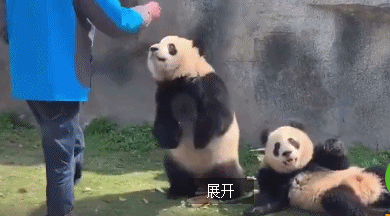 爆笑的GIF动态图：大熊猫在线叉腰，可把我牛坏了！