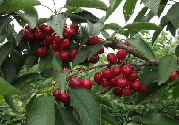 头条问答 - 适合黔东南这边栽的矮樱桃有哪些?(7个回答)