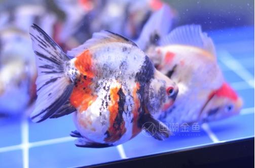 头条问答 怎么辨别金鱼的雌雄 17个回答