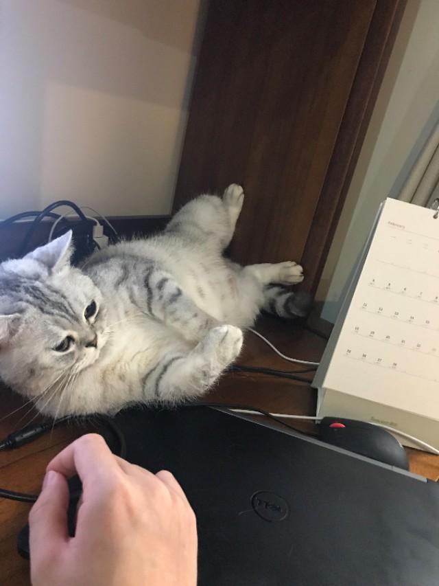 养猫记 by angelo:有人说猫是奸臣，它到底与主人有感情吗？
