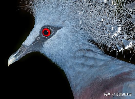 pigeonblood,购买红宝石首饰需要注意什么？