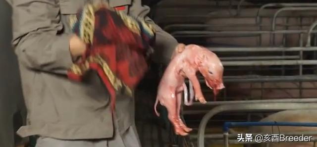 母猪的产后护理全文免费阅读:母猪的产后护理小说免费阅读 母猪下崽，怎样干身、剪牙、断脐？