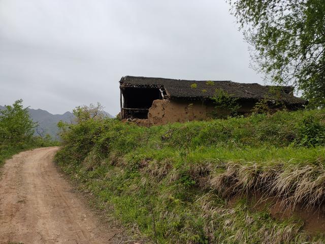 新藤惠美:地里长了许多葛根藤，怎么清除？