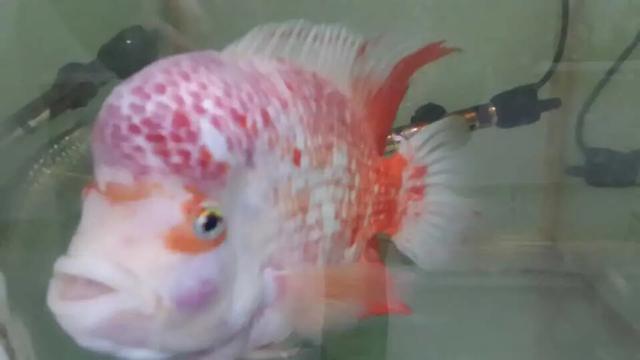 养德萨罗汉鱼苗:2-3厘米的罗汉苗养多久会起头？