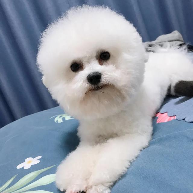 玛尔济斯:不需要怎么遛弯的狗狗有哪些？