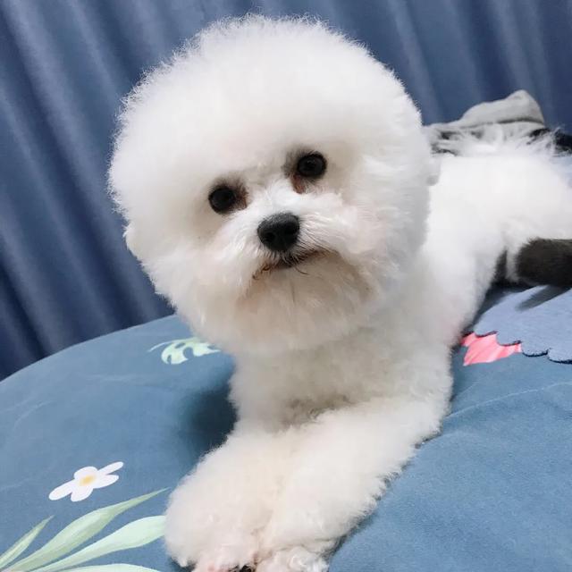 茶杯约克夏:茶杯泰迪犬的寿命及能活多久，茶杯泰迪犬长什么样？