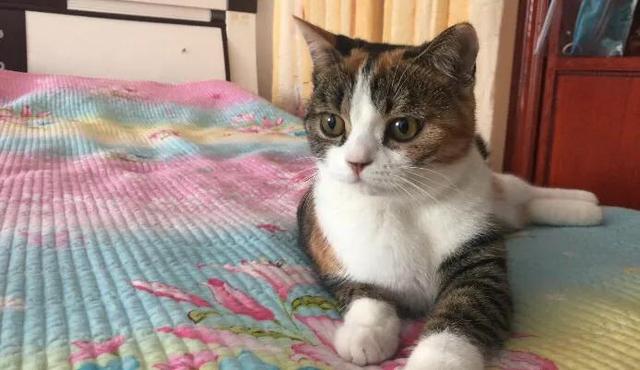 小花猫喵喵叫:为什么新领回来的小猫不停叫呢？
