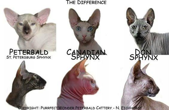 短腿猫的基因缺陷:蓝猫短腿为什么比长腿贵？