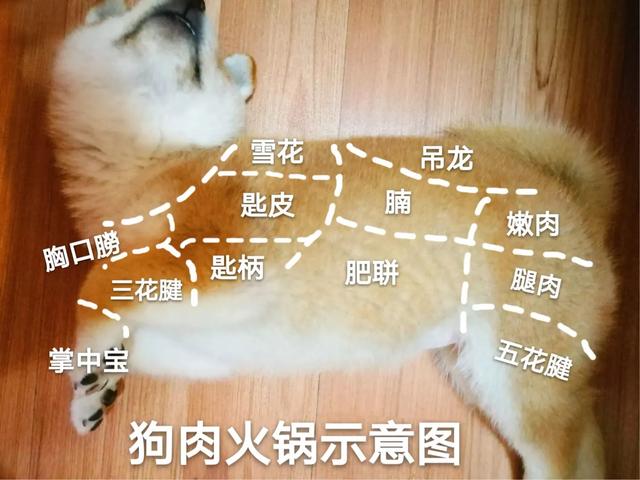 cku哈士奇犬舍:如何正确饲养柴犬？养柴犬需要注意一些什么地方？ cku哈士奇犬舍排名