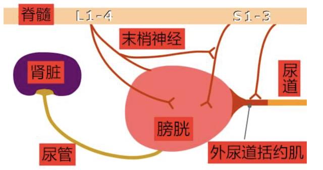 超声猫猫网:猫从五楼摔下来应该怎么办？