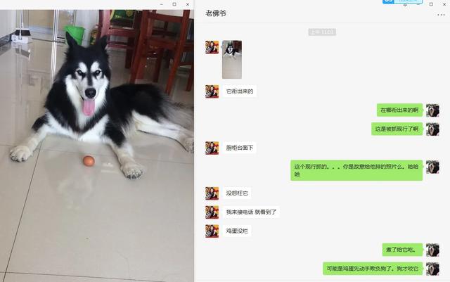 励志狗小萨的视频:养一只狗得有怎样的心理准备，题主早出晚归，有幼儿园小孩一个？