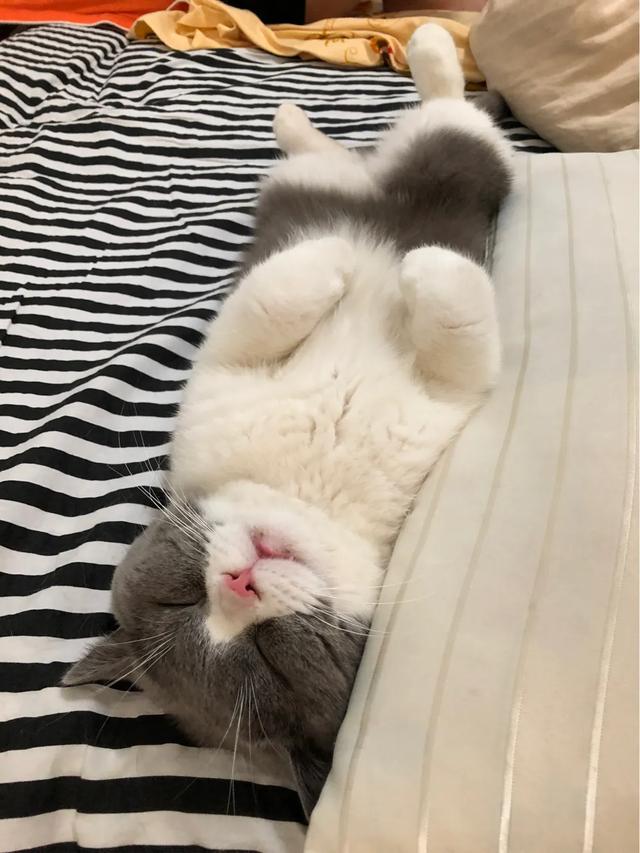 萌猫咪图片:我想大量云吸猫！请有猫咪的友友们发些你家猫咪的萌照给我看看？ 猫图片大全可爱