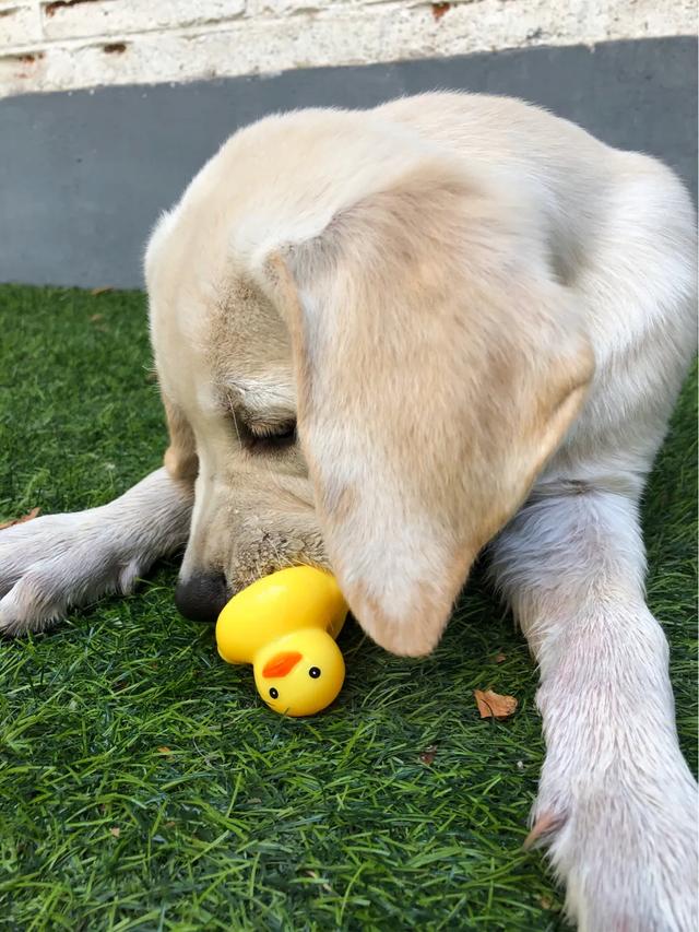 拉布拉多幼犬怎么养:拉布拉多幼犬生下来几天适合领养？