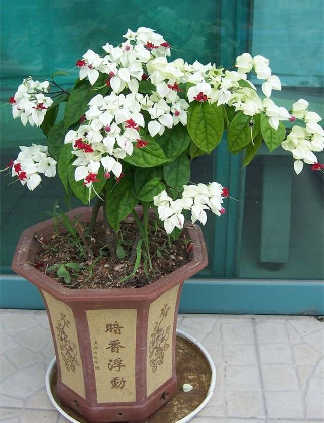 园林植物龙吐珠图片:龙吐珠开花的时候怎样浇水？