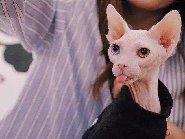 马恩岛猫问答:流浪猫为什么不吃馒头？它不是肚子饿吗？